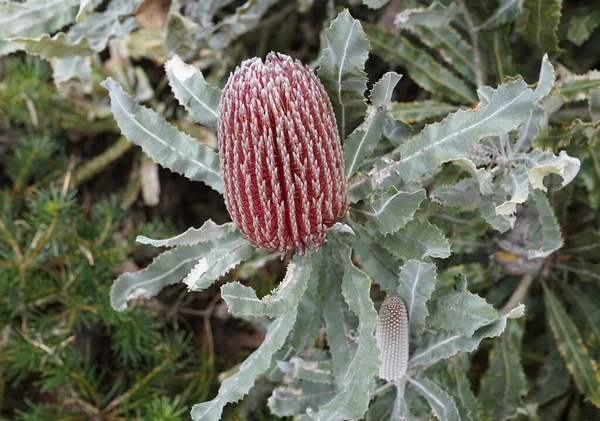Nahaufnahme Einer Einzelnen Brennholz Banksia Blume Die Auf Einem Banksia — Stockfoto