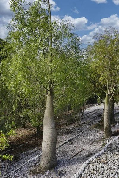 この多肉植物のような木は 幅2メートル 高さ20メートル成長することができます 半落葉性で丈夫な木です — ストック写真