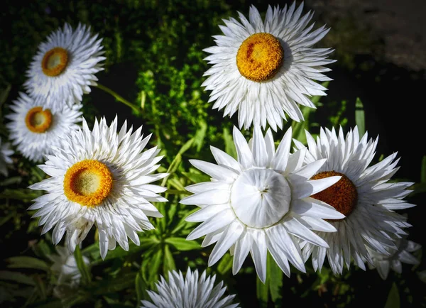 Farbenfrohes Australisches Weiß Mit Gelber Mitte Heimisches Gänseblümchen Wächst Garten — Stockfoto