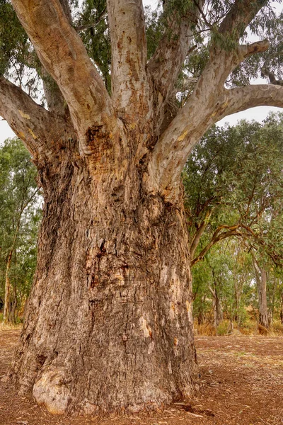 Gros Plan Magnifique Gommier Géant Rouge Orroroo Australie Méridionale Eucalyptus — Photo