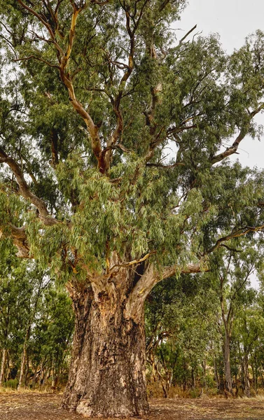 オーロラ南オーストラリア州の壮大なレッドジャイアントガムの木 ユーカリ カマルドゥレンシス Euclia Camaldulensis は周囲10 4メートルまたは34フィートで 幹にフォークがある前に6メートルまたは20フィート登る 樹齢は約500年と推定されている — ストック写真