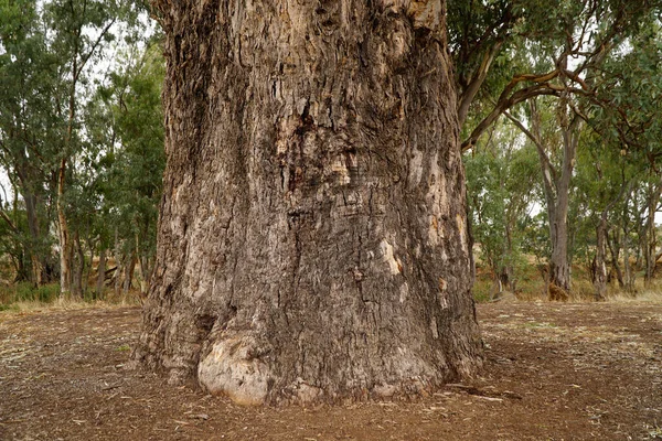 オーロラ南オーストラリア州の壮大なレッドジャイアントガムの木 樹齢は約500年と推定されている — ストック写真