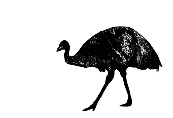 One Large Emu Black White Silhouette White Background — Image vectorielle