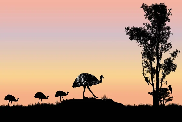 Männlicher Emus Mit Küken Und Gummibaum Sonnenuntergang Zwei Kookaburra Baum — Stockvektor