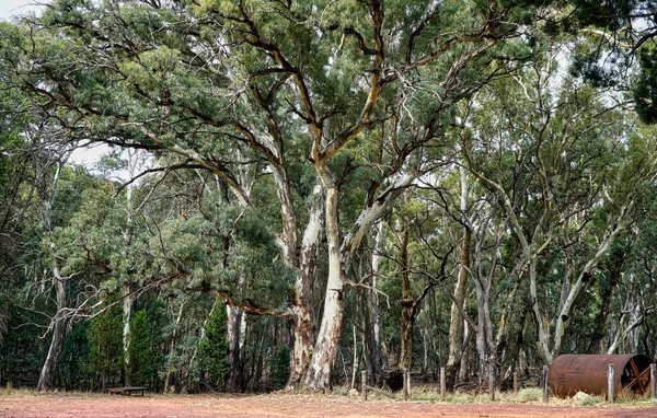 Landskap Naturlig Buske Australiska Tuggummi Träd — Stockfoto