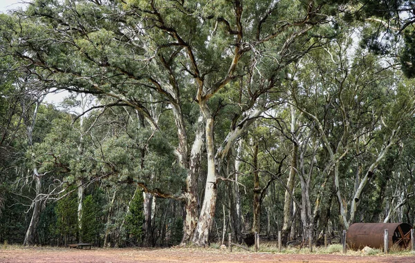 Landschaft Aus Natürlichem Buschland Mit Australischen Kaugummibäumen — Stockfoto