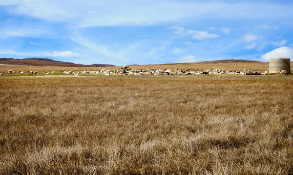 Ovce Zemědělská Půda Jižní Austrálii Mezi Hawker Orroo Vodní Nádrž — Stock fotografie