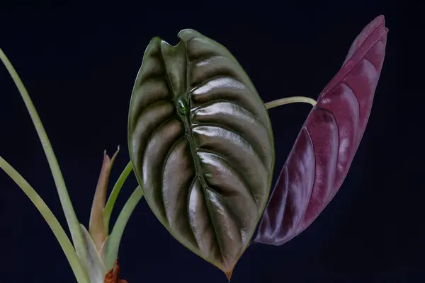 Alocasia Red Secret Oder Afrikanische Maske Elefantenohren Schöne Pflanzenblätter — Stockfoto