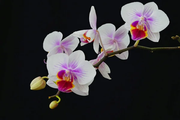 Hermosa Orquídea Sobre Fondo Negro —  Fotos de Stock