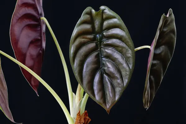 Alocasia Red Secret Oder Afrikanische Maske Elefantenohren Schöne Pflanzenblätter Aus — Stockfoto
