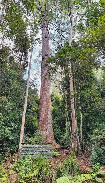Weelderig Bos Met Eucalyptusbomen Eucalyptus Microcorys Talg Hout Stam — Stockfoto