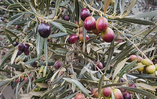 Olive Fresche Che Crescono Ulivo Sano Giardino — Foto Stock