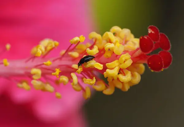 Nahaufnahme Einer Roten Hibiskusblüte Mit Insekten Die Pollen Sammeln — Stockfoto