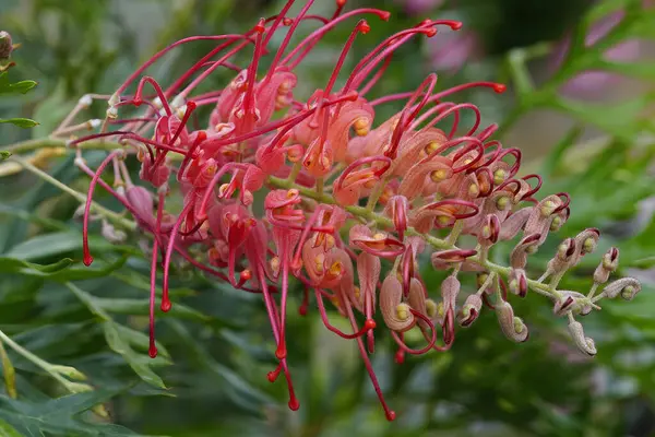 Jasny Rumieniec Grevillea Kwitnąca Roślina Zbliżenie Znany Również Jako Kwiat — Zdjęcie stockowe