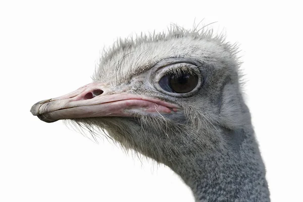 비크와 Ostrich 머리의 클로즈업 — 스톡 사진