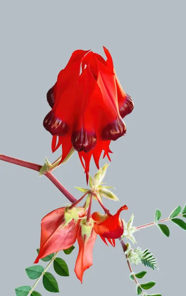 Swainsona Formosa Groszek Pustynny Sturta Jest Australijską Rośliną Dzikich Kwiatów — Zdjęcie stockowe