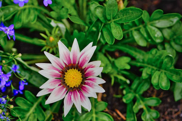 Vibráló Gazánia Virág Közelkép Sokszínű Gazánia Virág Fej Sárga Közepén — Stock Fotó