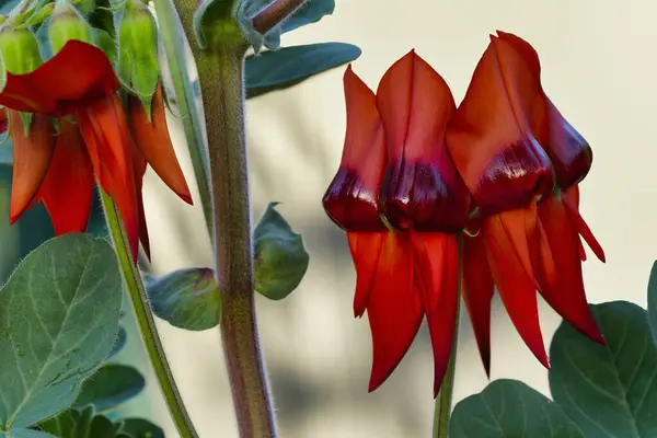 Swainsona Formosa Groszek Pustynny Sturta Australijska Roślina Znana Charakterystycznych Czerwono — Zdjęcie stockowe