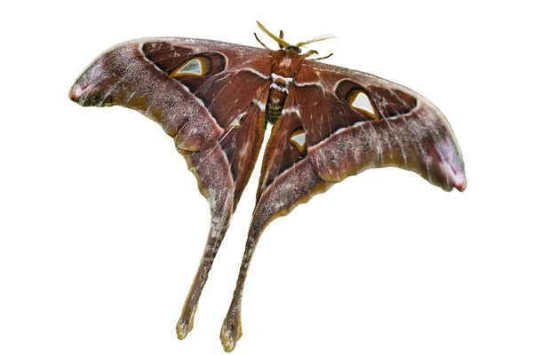 Hercules Moth Butterfly Weißer Hintergrund — Stockfoto