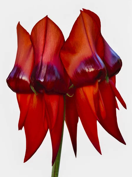 Swainsona Formosa Avustralya Nın Tanınmış Kır Çiçekleri Olan Kan Kırmızısı — Stok fotoğraf
