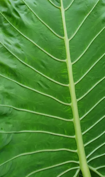 Close Elephant Ear Plant Giant Taro Plant Leaf Also Known — Stockfoto