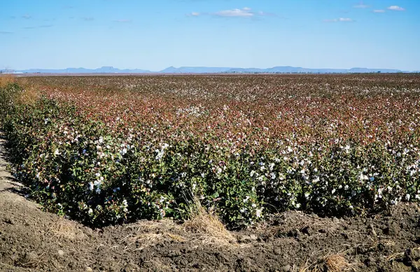 澳大利亚昆士兰州准备收割的棉花田 — 图库照片#