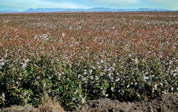 Baumwollfarm Queensland Australien Bereit Für Die Ernte — Stockfoto