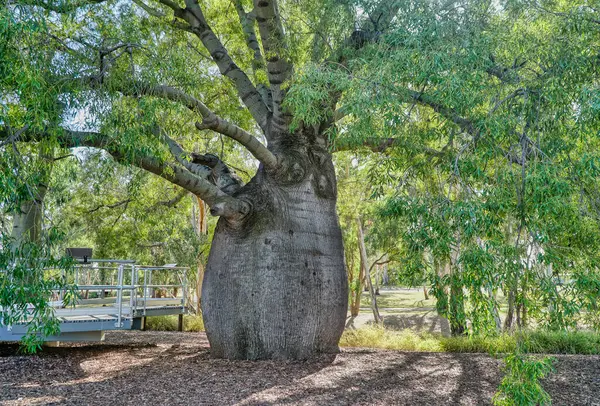 瓶子树 是一种独特的澳大利亚本土树 以其明显的瓶子形树干而闻名 — 图库照片#