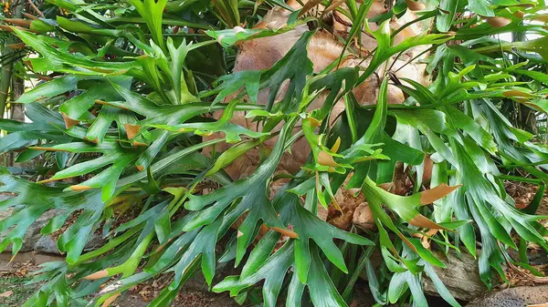 Uma Grande Espetacular Samambaia Elkhorn Uma Epífita Planta Que Cresce — Fotografia de Stock