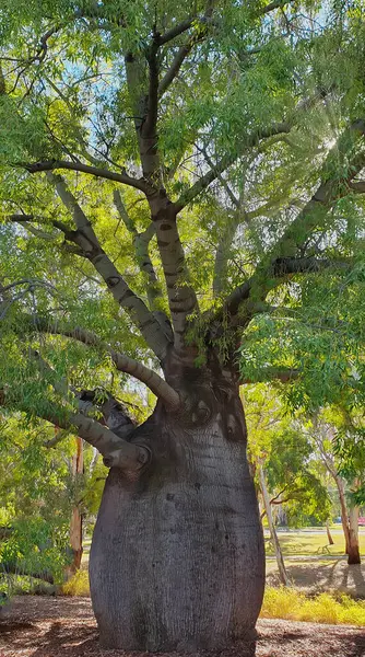 Bottle Tree Caratteristico Albero Nativo Australiano Rinomato Suo Tronco Pronunciato — Foto Stock