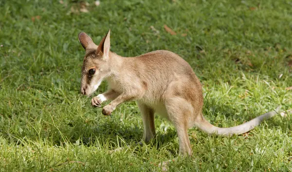 Genç Bir Joey Kanguru Taze Yeşil Çimlerle Besleniyor — Stok fotoğraf