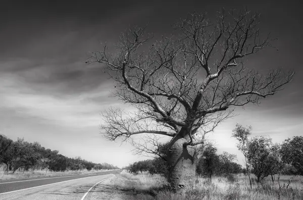 Baobab Boab Ağacı Siyah Beyaz — Stok fotoğraf