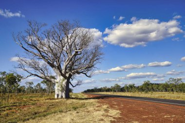 Büyük Baobab Ağacı 'na benzer bir görüntü Batı Avustralya' daki Kimberley bölgesine özgüdür.