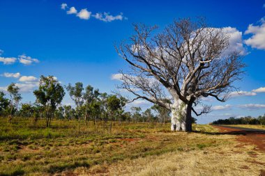 Büyük Baobab Ağacı Batı Avustralya 'da Kimberley bölgesine özgü bir ağaçtır.