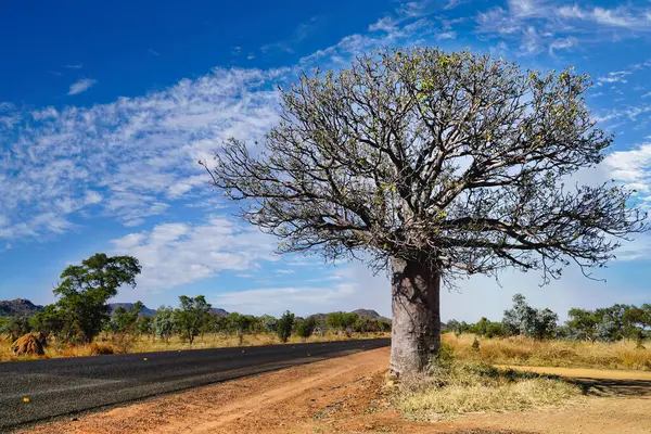 stock image Large Baobab Tree bottle-like appearance it is endemic to Kimberley region in Western Australia