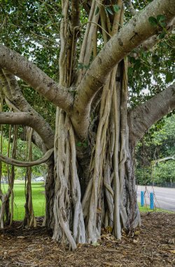 Banyan incir ağacı Ficus microcarpa dallardan filizlenen ve sonunda toprağa ulaşan havadan kökleri ile ünlüdür..