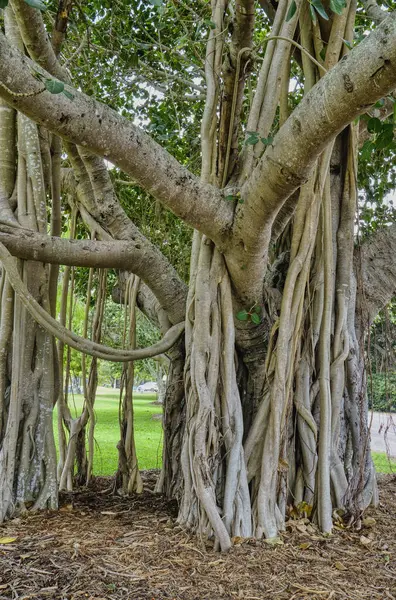 Banyan incir ağacı Ficus microcarpa dallardan filizlenen ve sonunda toprağa ulaşan havadan kökleri ile ünlüdür..