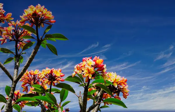 Ağaçtaki sarı ve turuncu frangipani çiçekleri mavi gökyüzü ve bulutlar arka planda