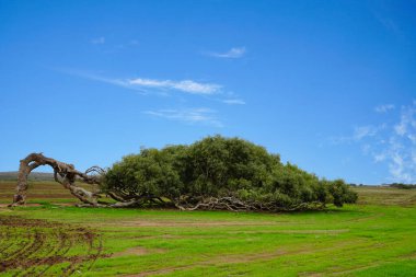 Greenough, Batı Avustralya 'daki eğimli sakız ağaçları Hint Okyanusu' ndan gelen havadan yayılan tuzların neden olduğu doğal bir olgudur. Ağaçlar Okaliptüs Camaldulensi ya da Kızıl Nehir Sakızı olarak da bilinir..