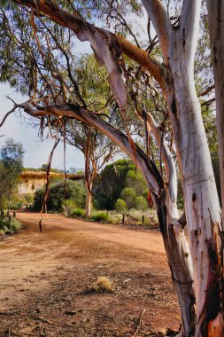 Okaliptüs sheathiana, yaygın olarak kurdele kabuklu sakız ya da kurdele kabuklu mallee olarak bilinir, Batı Avustralya 'ya özgü bir mallee ağacı. Kabuğu pürüzsüz, uzun kabuk şeritleri var.