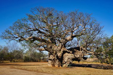 Büyük Baobab Ağacı, Batı Avustralya 'nın Kimberley bölgesine özgü mavi gökyüzüne karşı dimdik ayakta duruyor..