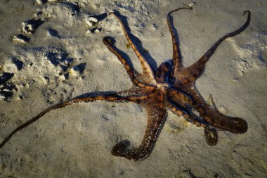 Batı Avustralya 'daki Keraudren Limanı' ndaki gelgitle Sahildeki bir ahtapotun resmini kapatın.