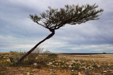 Köpekbalığı Körfezi yakınlarındaki Woodleigh krateri bir göktaşı çarpması sonucu oluşmuştur ve Avustralya 'nın en büyük çarpışma kraterlerinden biri olarak kabul edilir.