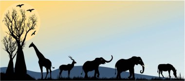 Afrika filleri, zebra ve zürafa ailesi gün batımında geziniyor..