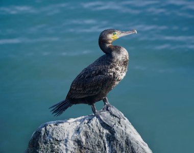 Yalnız bir karabatak gururla bir kayanın üzerinde duruyor, dikkatle uzaklığa bakıyor, ihtiyatı ve gücü simgeliyor.
