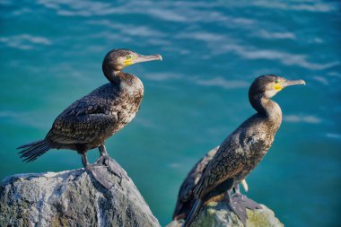 Huzuru ve doğanın güzelliğini yansıtan iki karabatak, sakin bir arkaplanda kayaların üzerine tünemiş..