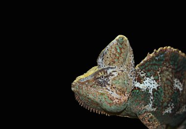 Siyah arkaplanda renkli bir bukalemunun yakın çekimi