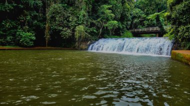 Malanda Falls Kuzey Queensland. Şelaleler 4 metre yüksekliğinde ve 30 metre genişliğindedir ve soğuk, taze su bazalt lav akıntılarının üzerine dökülür..
