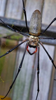 Canlı yeşil otlaklar yemyeşil bir yağmur ormanına karşı kurulmuş Tully, Queensland, Avustralya 'da çarpıcı bir manzara yaratır..