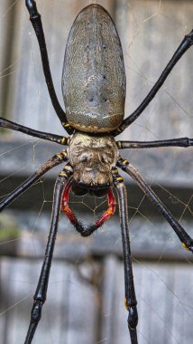 Canlı yeşil otlaklar yemyeşil bir yağmur ormanına karşı kurulmuş Tully, Queensland, Avustralya 'da çarpıcı bir manzara yaratır..